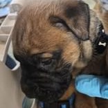 Enlarge Snookum, a ADOPTABLE mixed breed in Edgewood, NM image 2/2