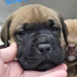 Snookum, ADOPTABLE, Puppy Male Chow Chow & Mastiff.