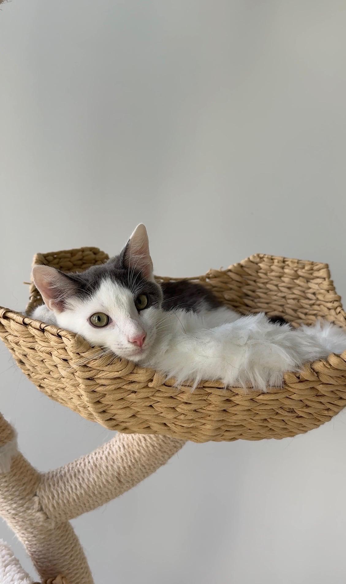 Enlarge Gizmo, a Adoptable American Shorthair in Brooklyn, NY image 2/3