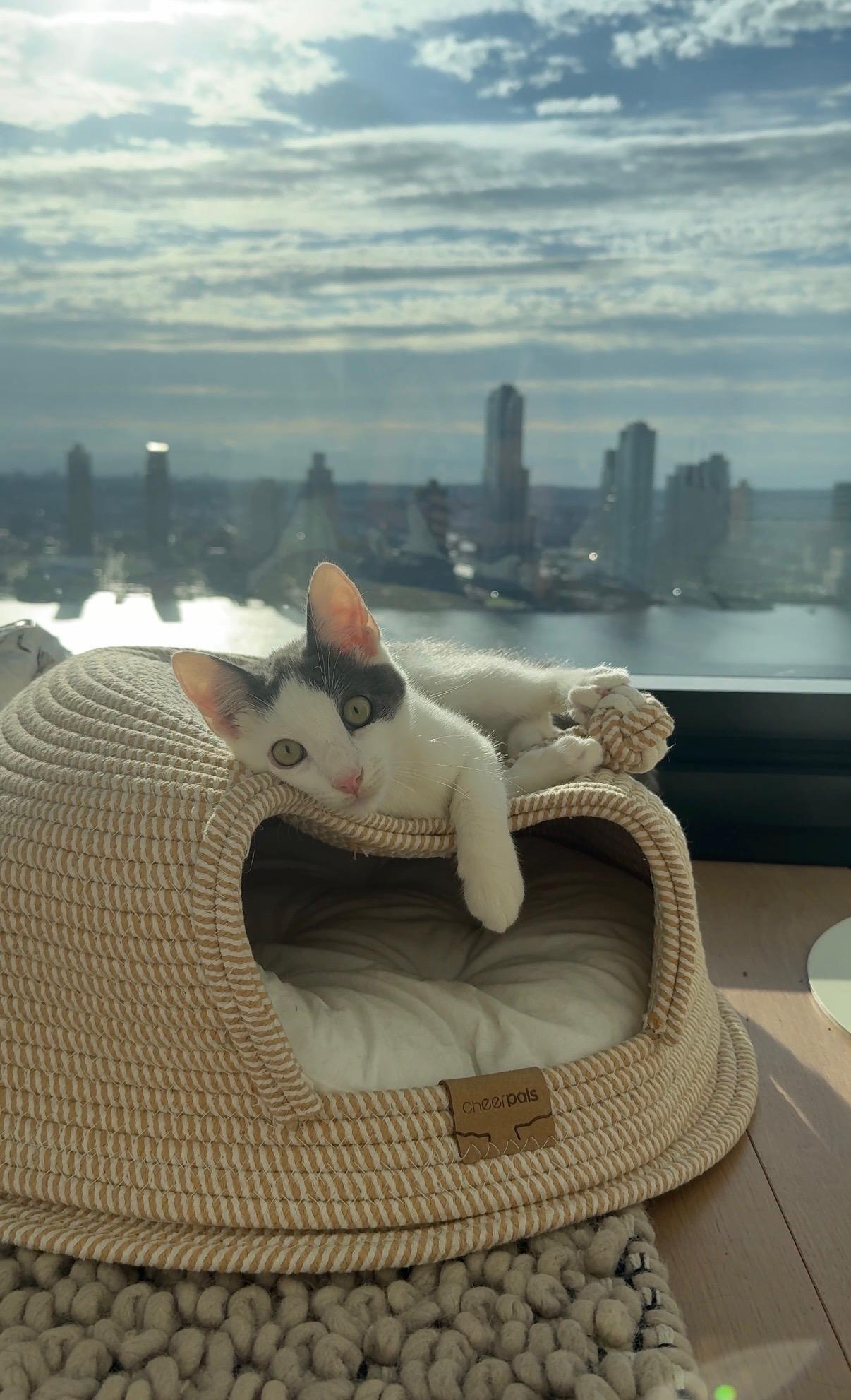 Gizmo, Adoptable, Kitten Male American Shorthair.