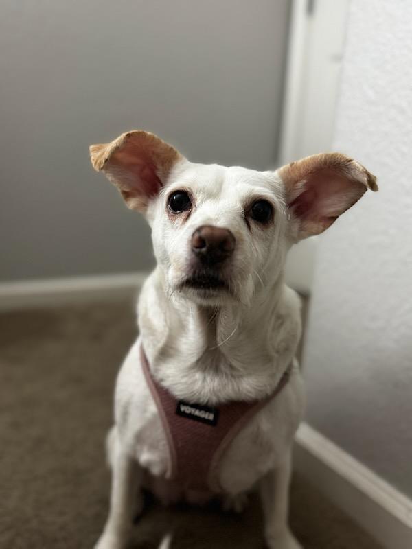 Enlarge Meryl Streep and Diane Keaton – Bonded Pair, a Adopted mixed breed in Concord, CA image 2/6