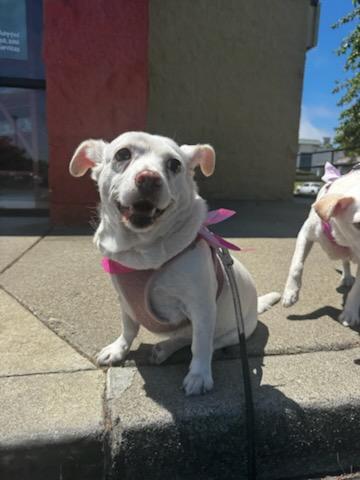 Enlarge Meryl Streep and Diane Keaton – Bonded Pair, a Adopted mixed breed in Concord, CA image 3/6