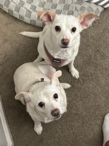 Enlarge Meryl Streep and Diane Keaton – Bonded Pair, a Adopted mixed breed in Concord, CA image 1/6