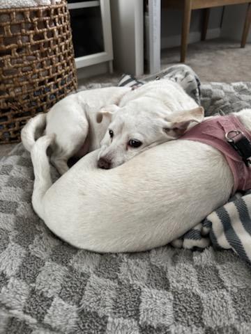 Enlarge Meryl Streep and Diane Keaton – Bonded Pair, a Adopted mixed breed in Concord, CA image 5/6