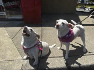 Enlarge Meryl Streep and Diane Keaton – Bonded Pair, a Adopted mixed breed in Concord, CA image 6/6