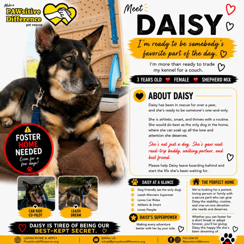 Enlarge Daisy TAF OS, a Adoptable mixed breed in Las Vegas, NV image 1/1
