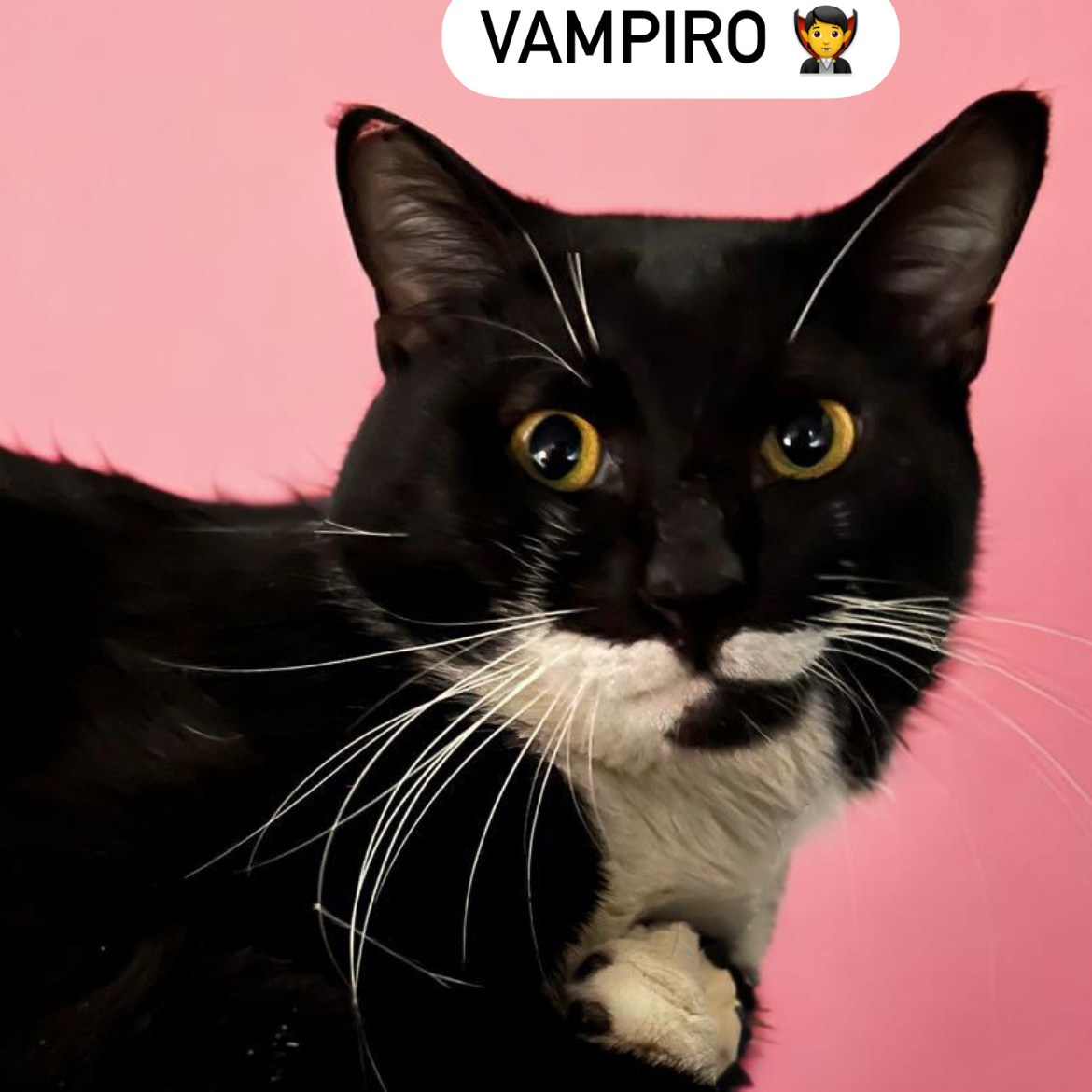 Vampy, Adopted, Young Male Domestic Short Hair.