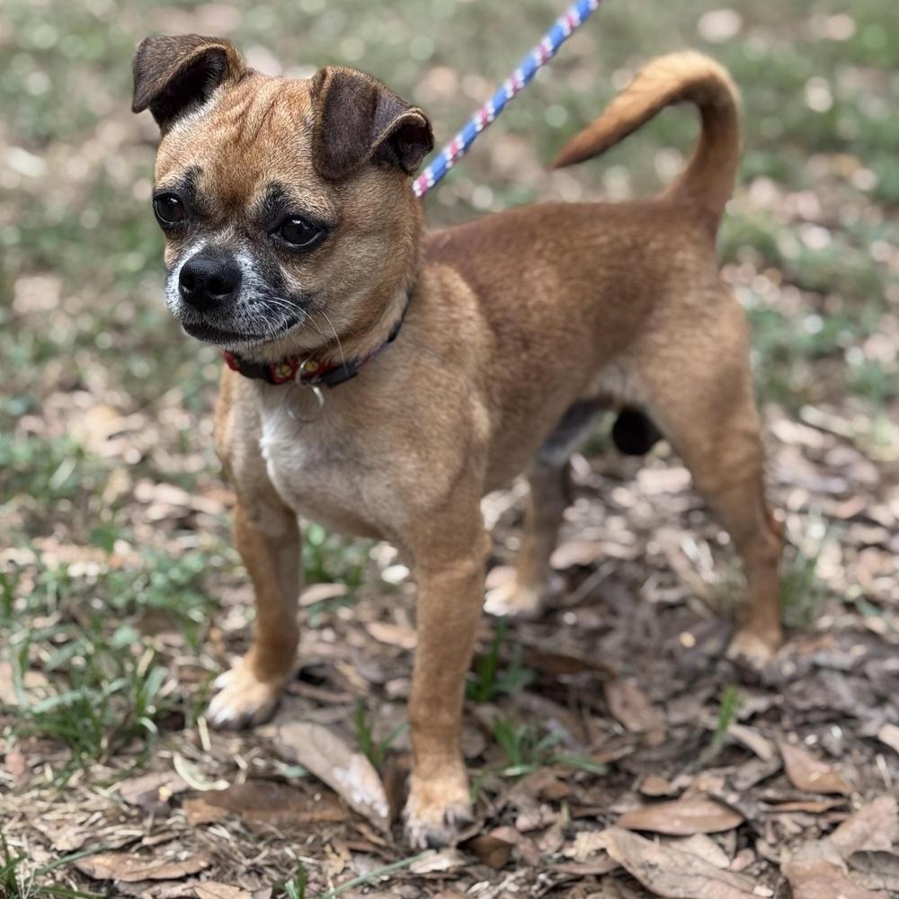 Enlarge Woody, a Adoptable mixed breed in Richmond, TX image 1/3