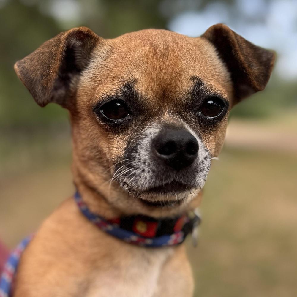 Enlarge Woody, a Adoptable mixed breed in Richmond, TX image 2/3