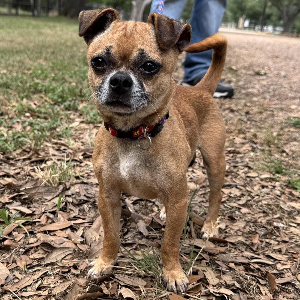 Enlarge Woody, a Adoptable mixed breed in Richmond, TX image 3/3