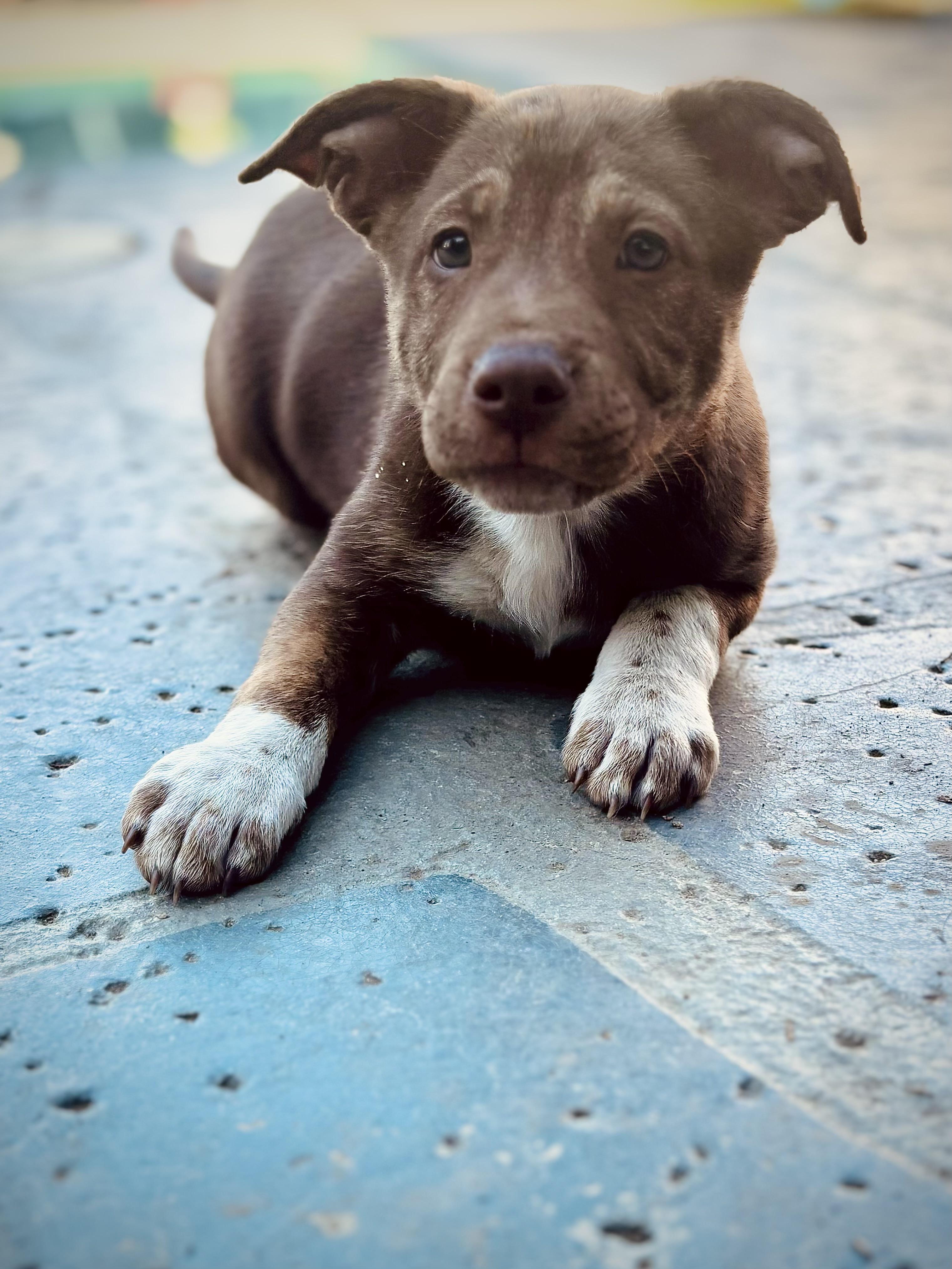 Yukon, a Adoptable mixed breed in Los Angeles, CA image 1/4