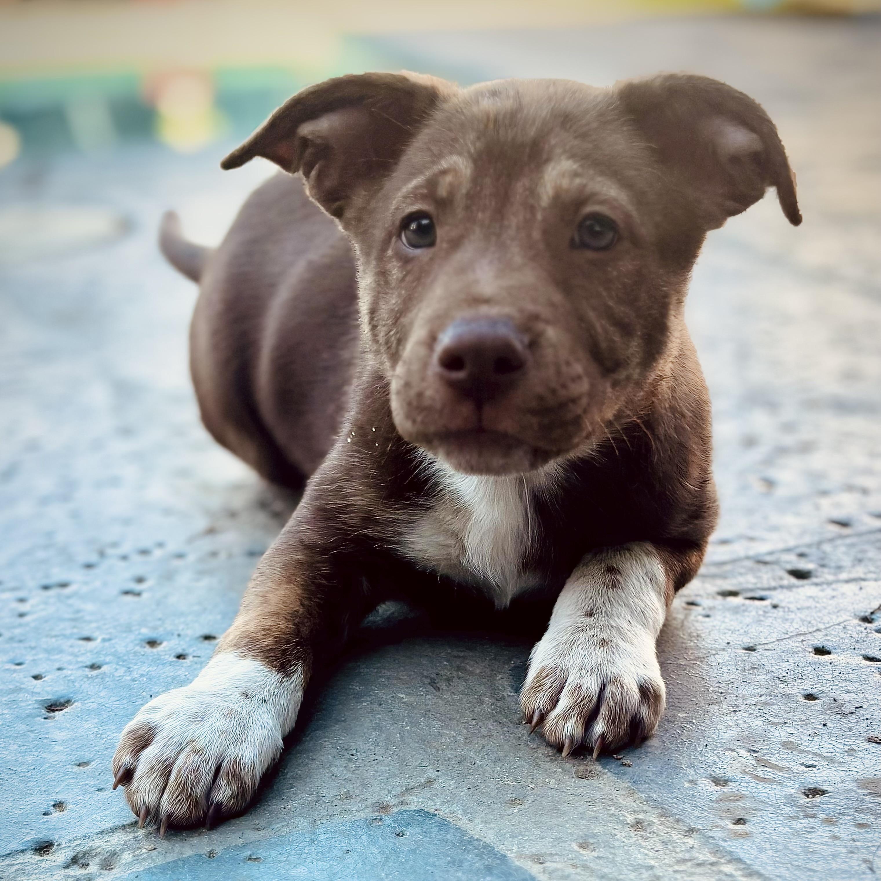 Enlarge Yukon, a Adoptable mixed breed in Los Angeles, CA image 4/6