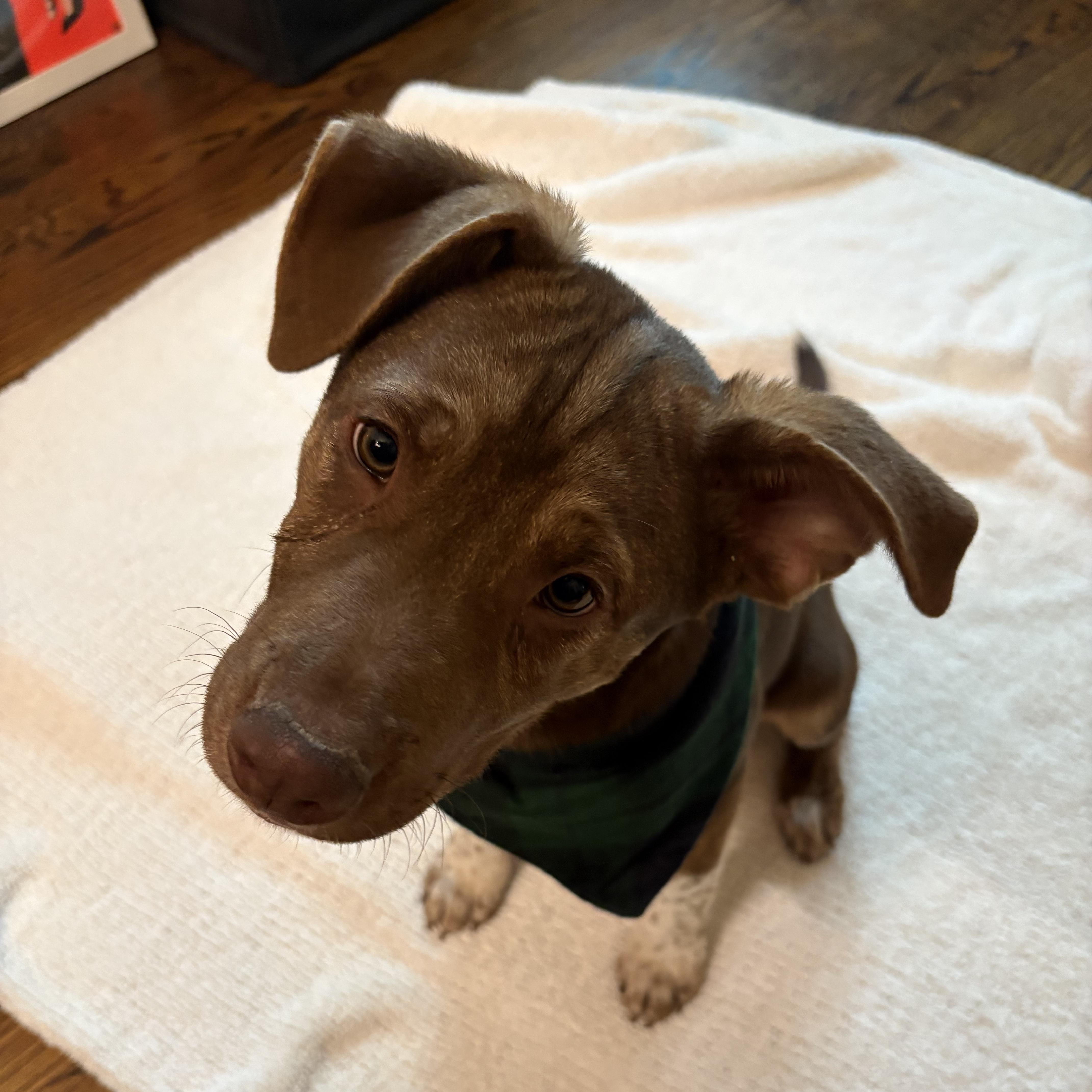 Enlarge Yukon, a Adoptable mixed breed in Los Angeles, CA image 2/6