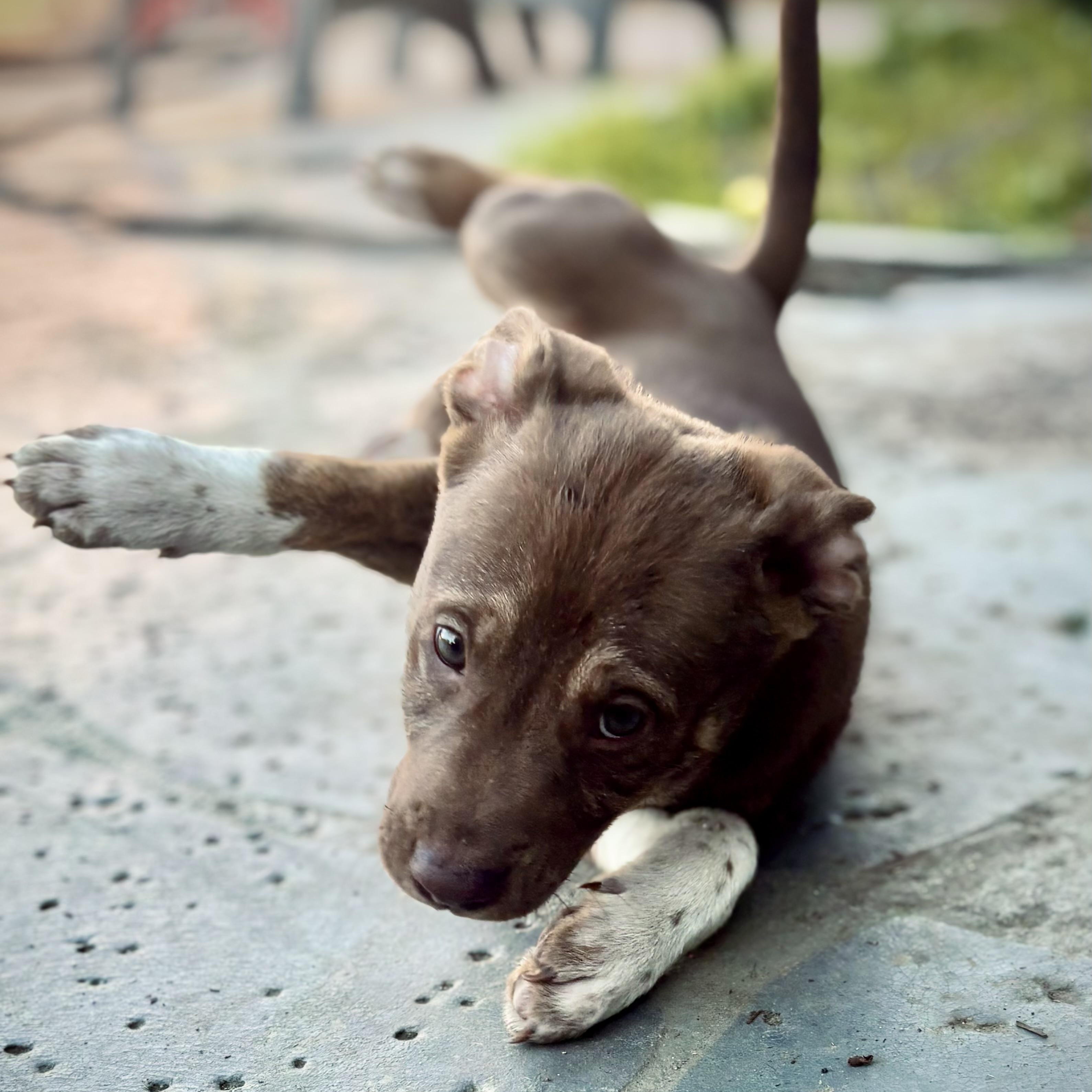 Enlarge Yukon, a Adoptable mixed breed in Los Angeles, CA image 5/6