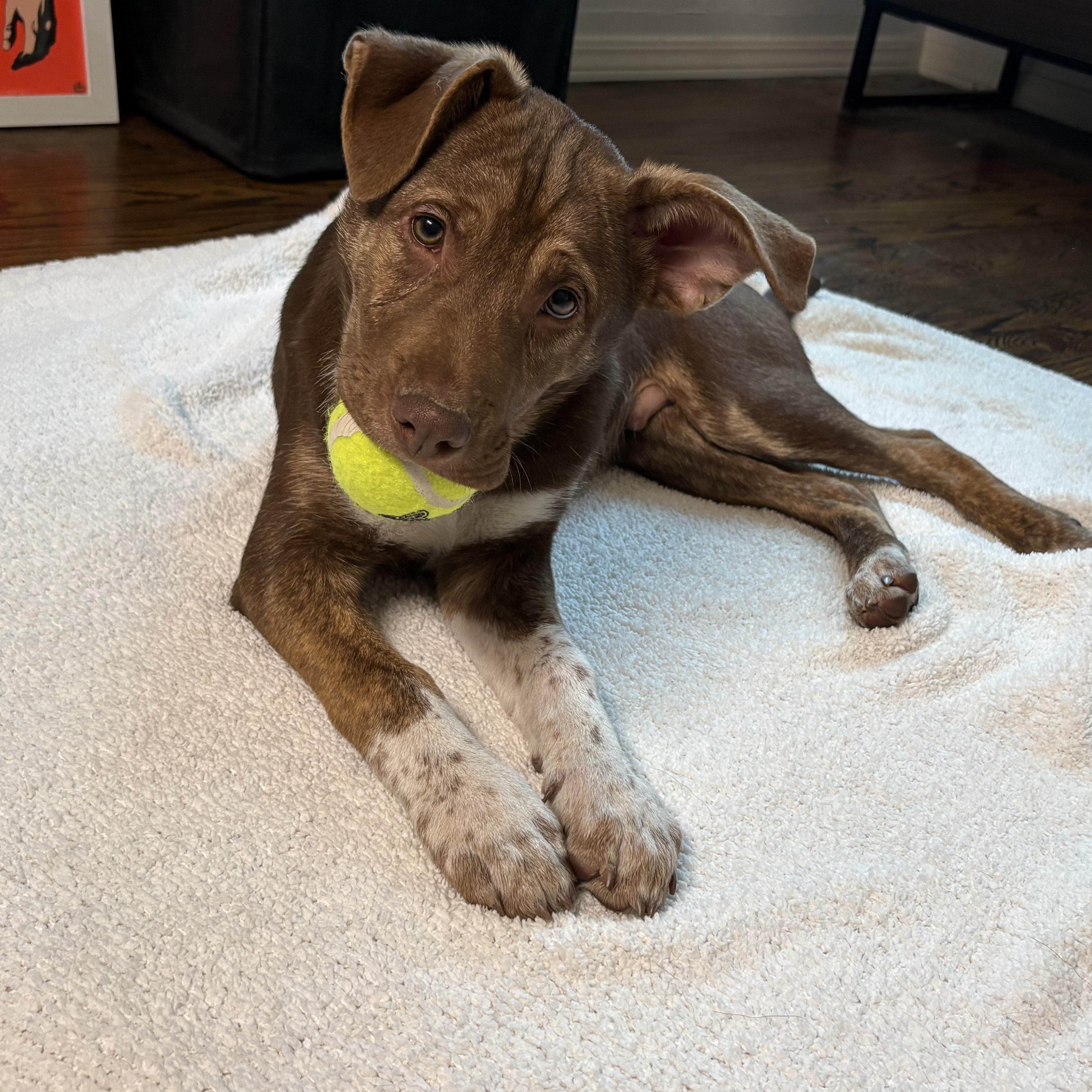 Yukon, Adoptable, Puppy Male German Shepherd Dog.