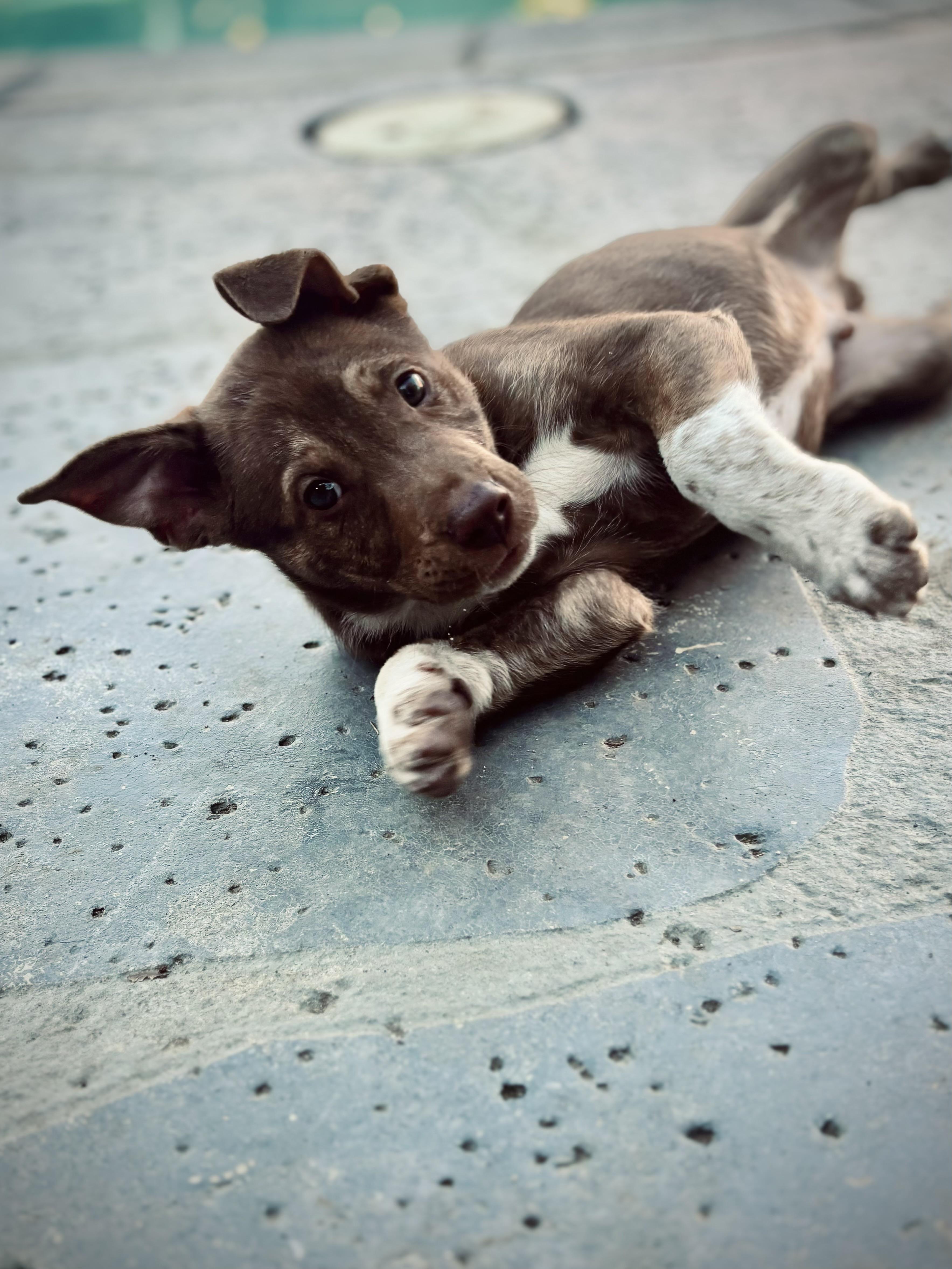 Yukon, a Adoptable mixed breed in Los Angeles, CA image 3/4