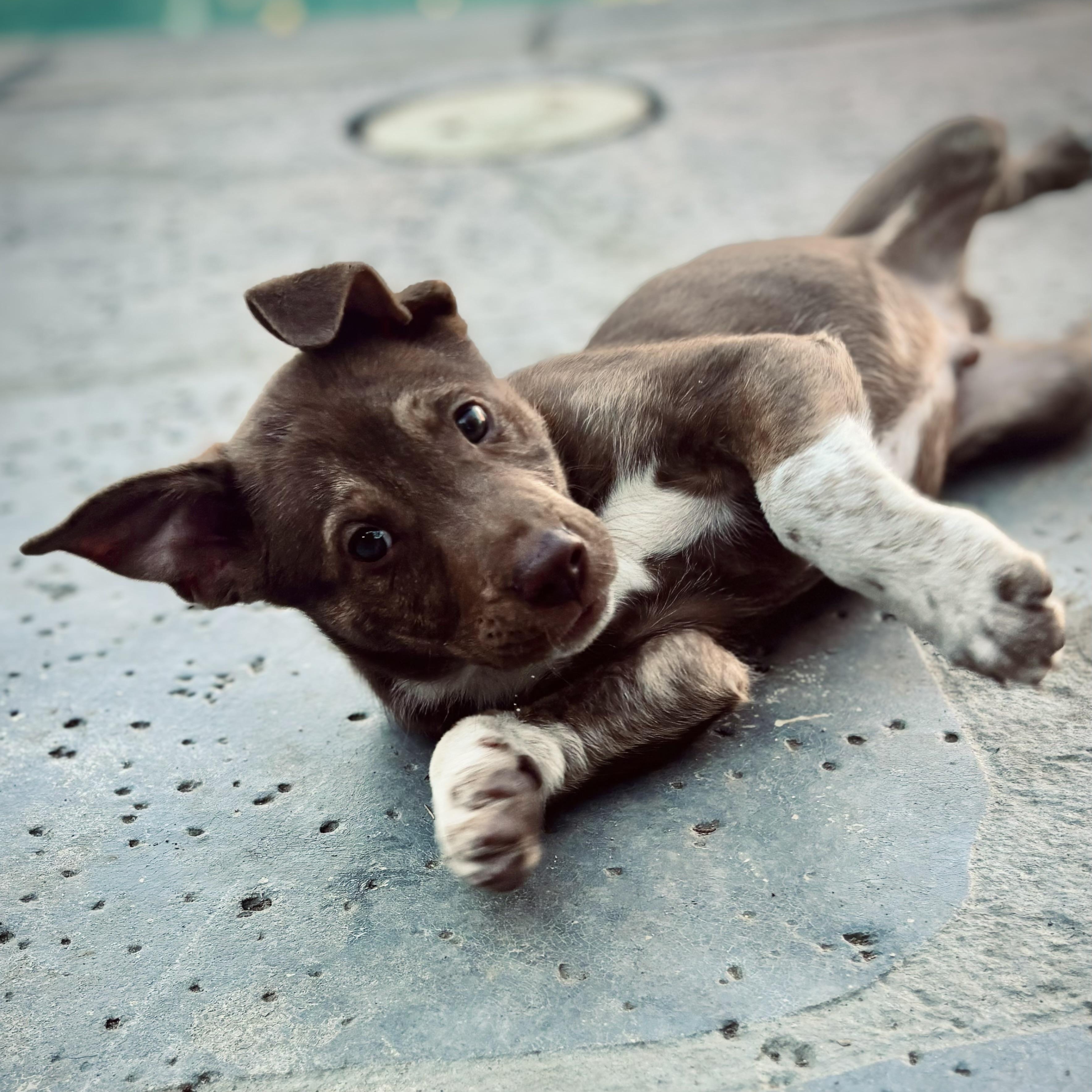 Enlarge Yukon, a Adoptable mixed breed in Los Angeles, CA image 6/6