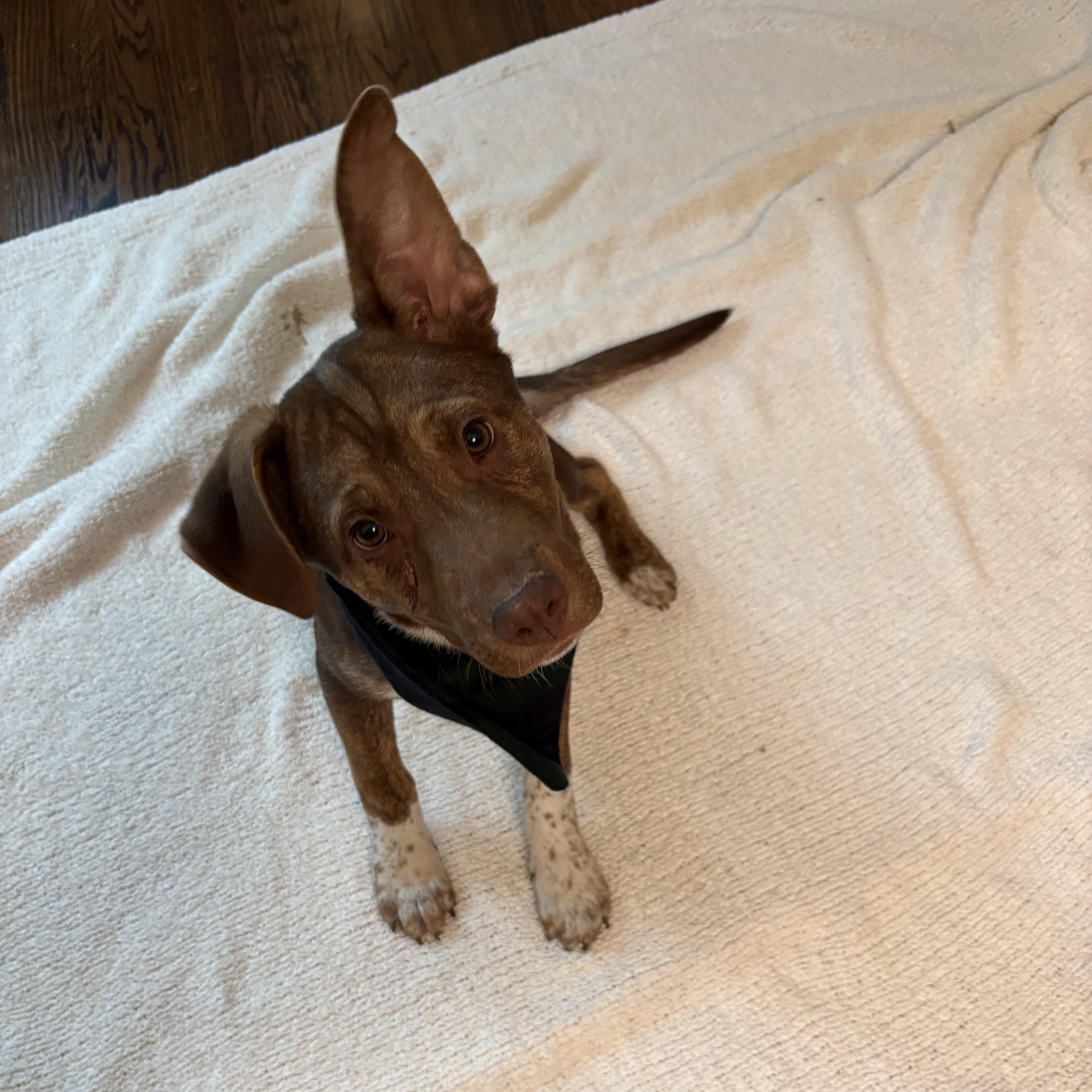 Enlarge Yukon, a Adoptable mixed breed in Los Angeles, CA image 3/6