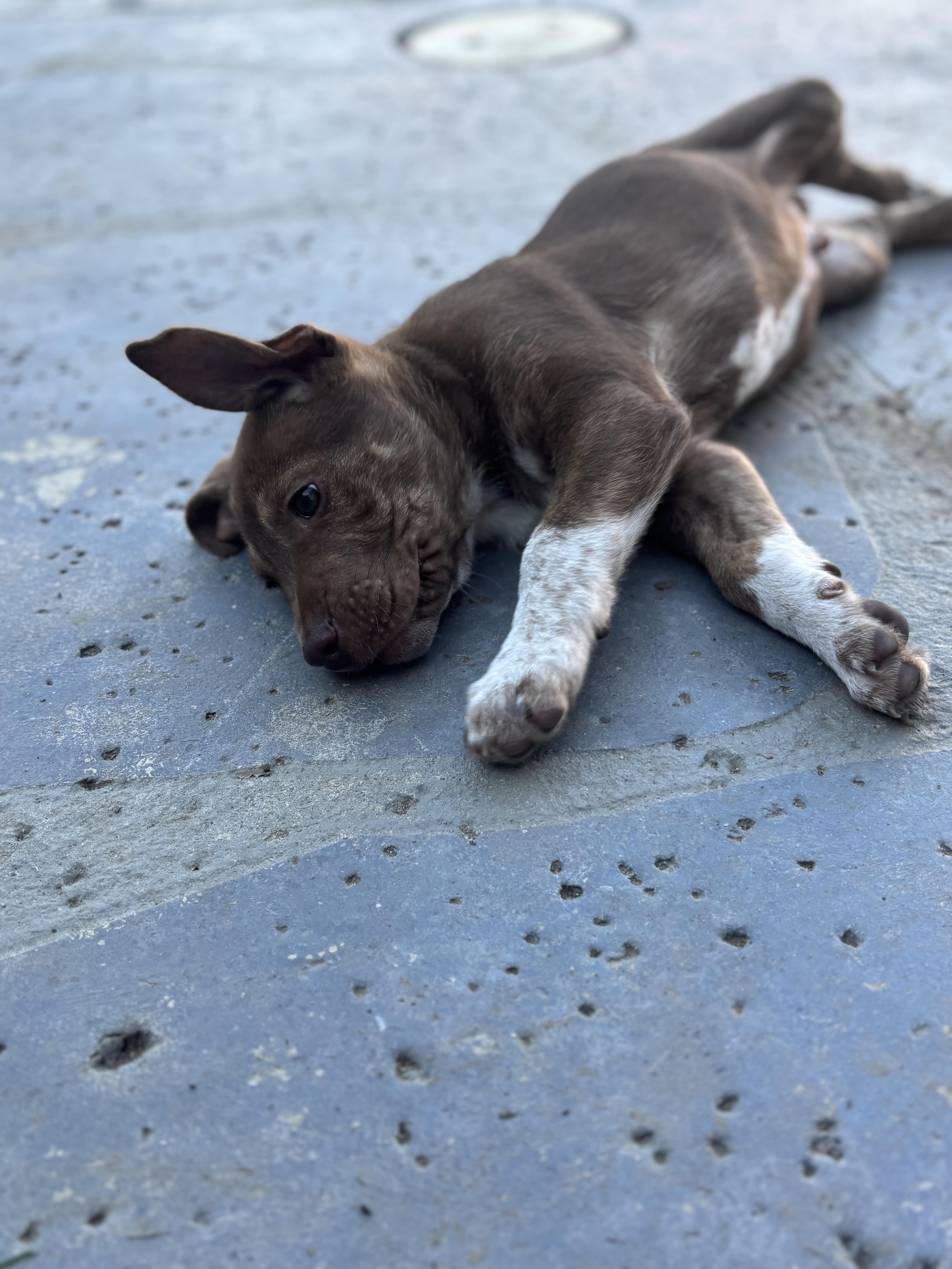 Yukon, a Adoptable mixed breed in Los Angeles, CA image 4/4