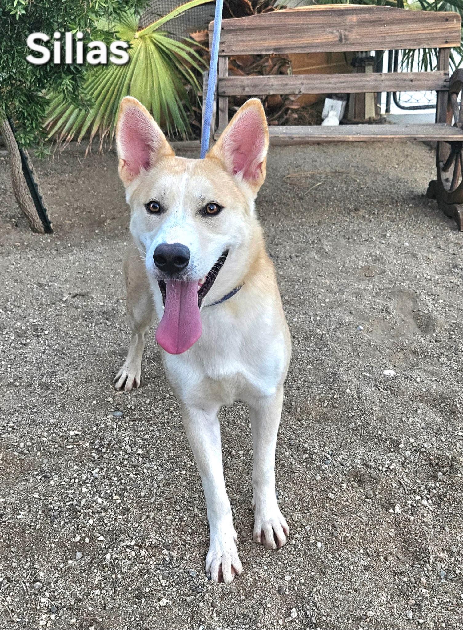 Enlarge Silias, a Adoptable Shepherd in Inglewood, CA image 6/6