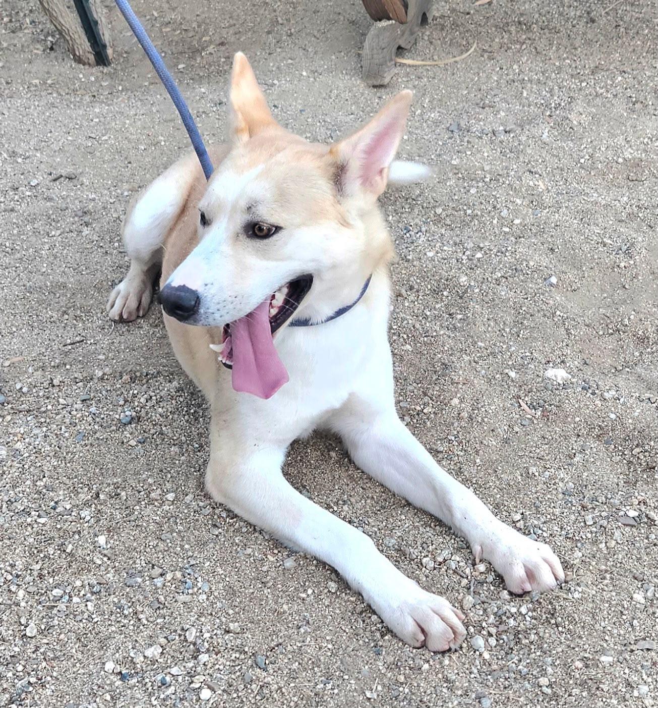 Enlarge Silias, a Adoptable Shepherd in Inglewood, CA image 3/6