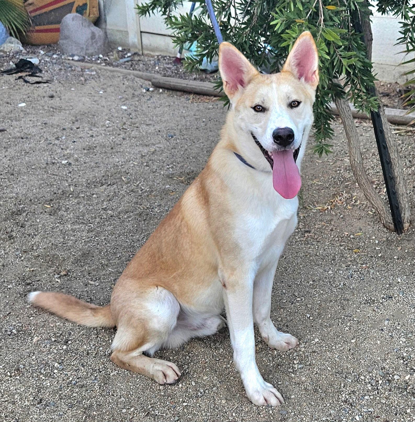 Enlarge Silias, a Adoptable Shepherd in Inglewood, CA image 1/6