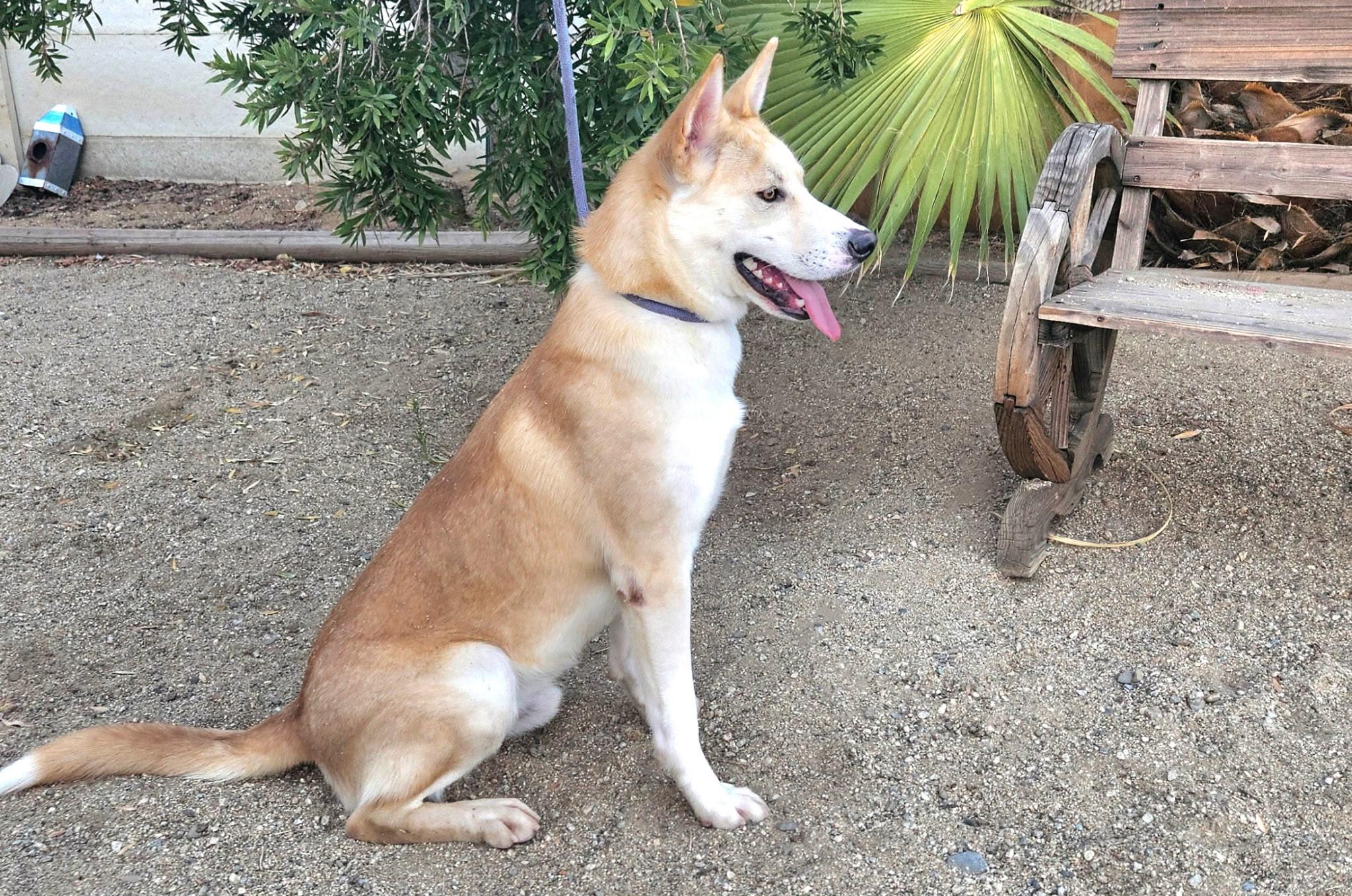 Enlarge Silias, a Adoptable Shepherd in Inglewood, CA image 5/6