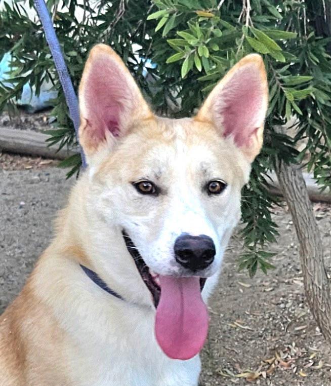 Enlarge Silias, a Adoptable Shepherd in Inglewood, CA image 4/6