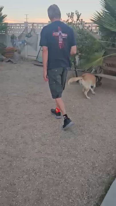 Enlarge Silias, a Adoptable Shepherd in Inglewood, CA video 2/6