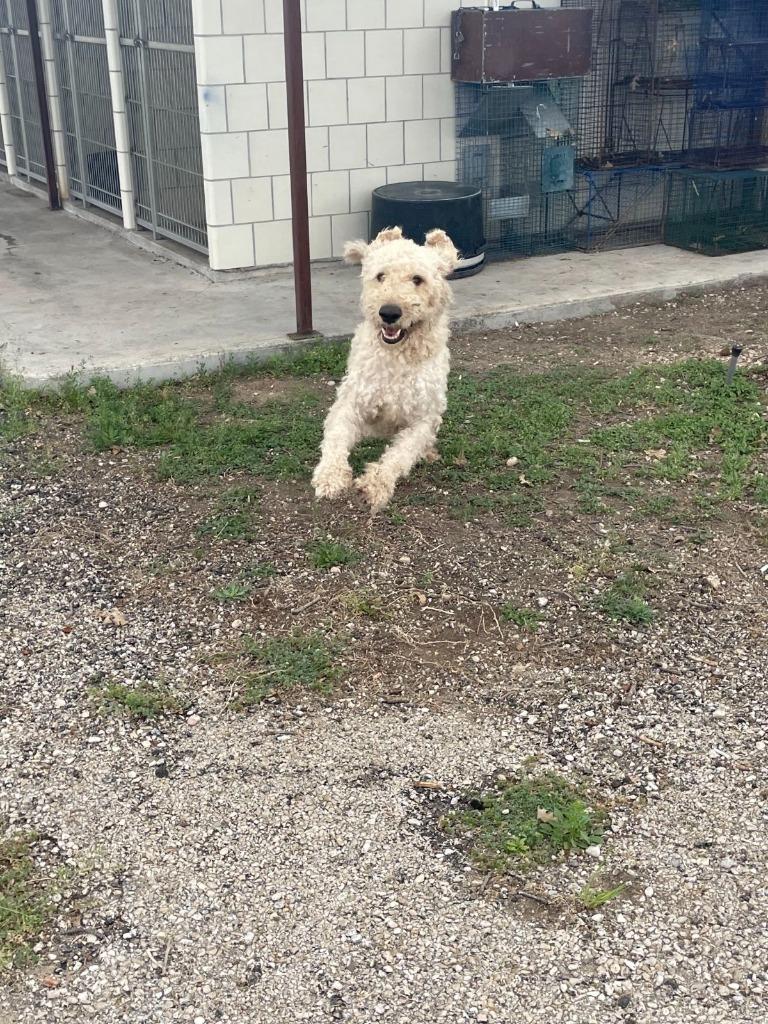 Enlarge Teddy, a Adoptable mixed breed in Junction, TX image 1/4