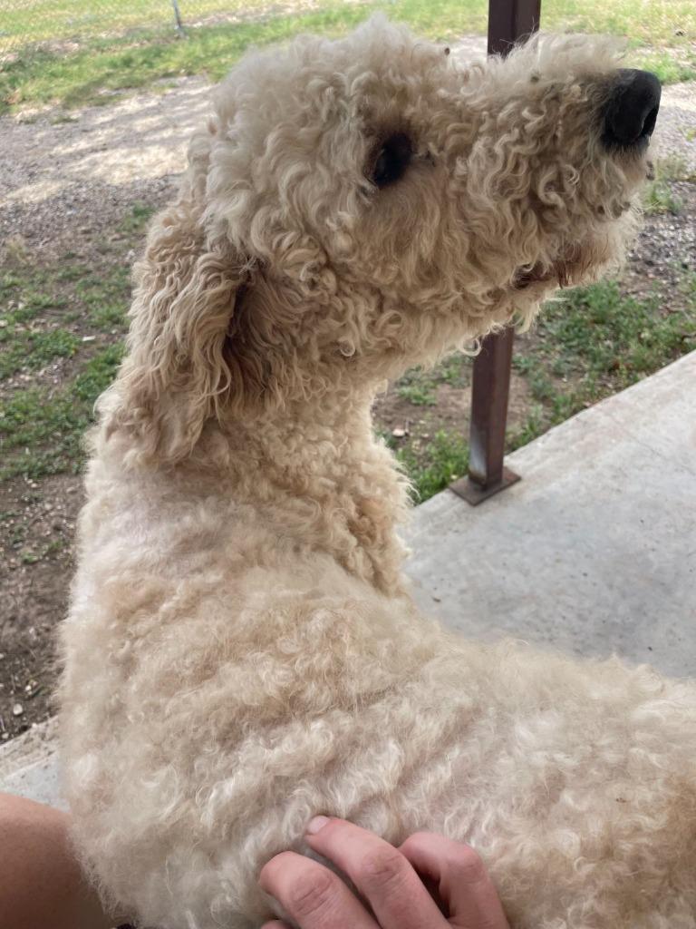 Enlarge Teddy, a Adoptable mixed breed in Junction, TX image 2/4