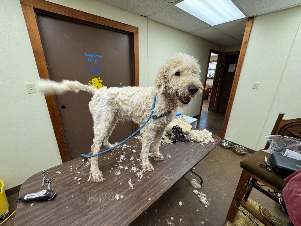 Enlarge Teddy, a Adoptable mixed breed in Junction, TX image 3/4