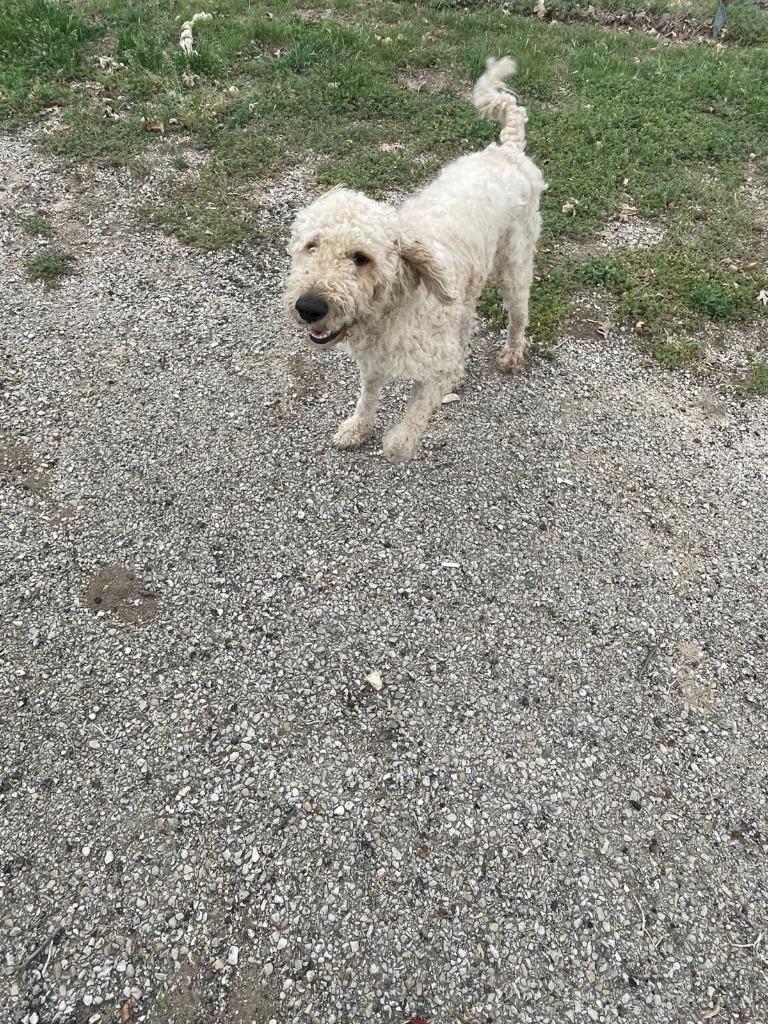 Enlarge Teddy, a Adoptable mixed breed in Junction, TX image 4/4