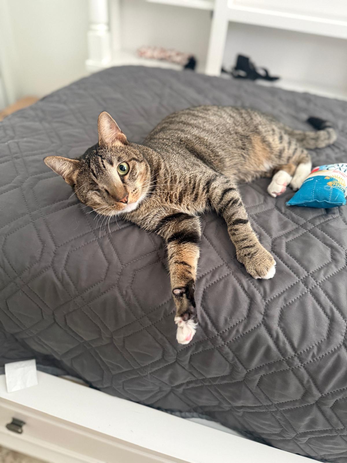 Warrow, ADOPTABLE, Young Male Tabby.