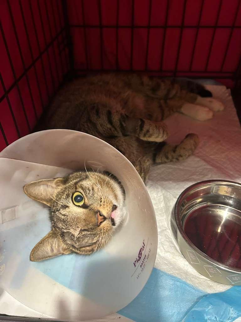 Enlarge Warrow, a ADOPTABLE Tabby in Miami, FL image 1/1