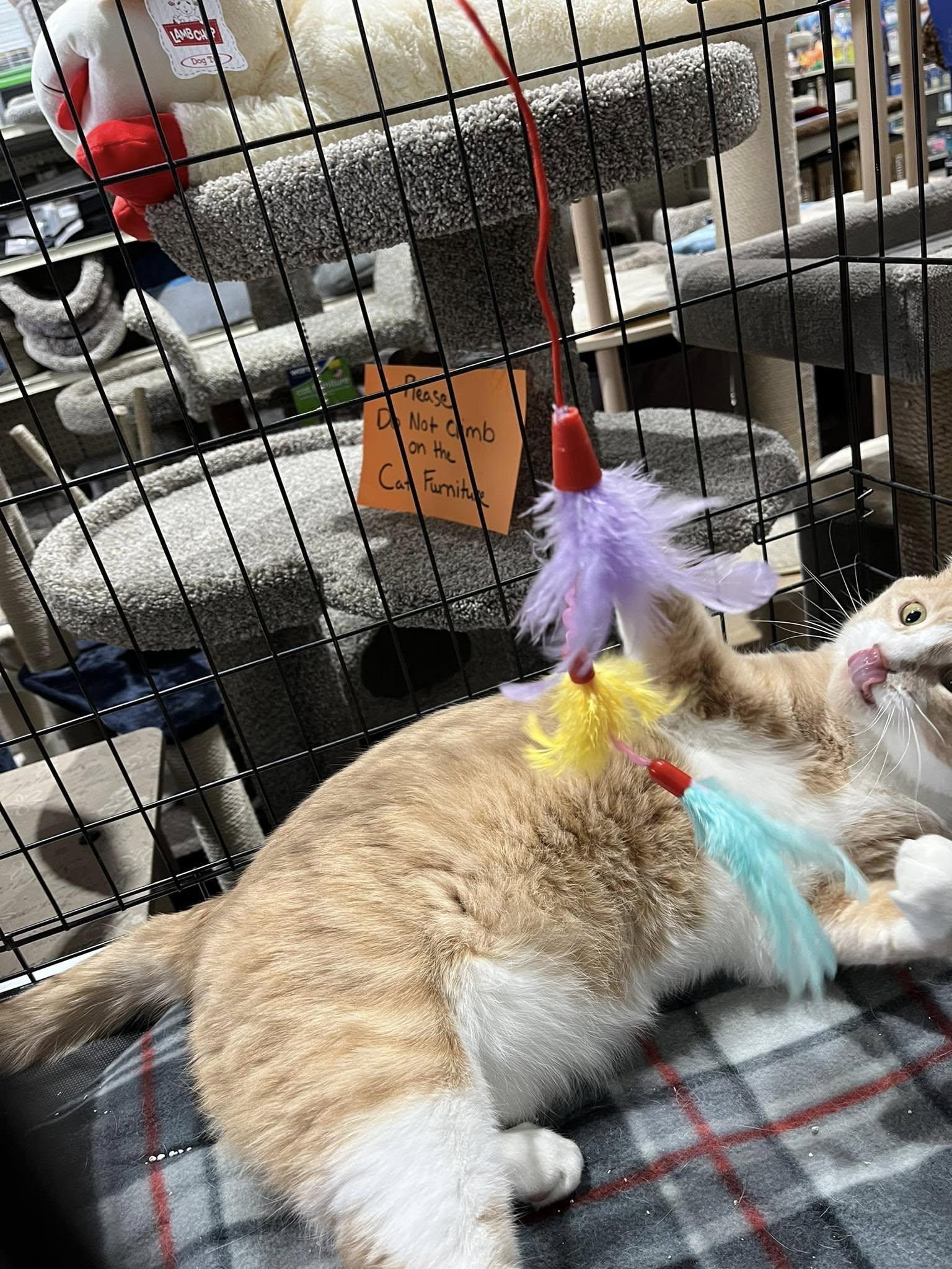 Rafael, Adult Male Domestic Short Hair