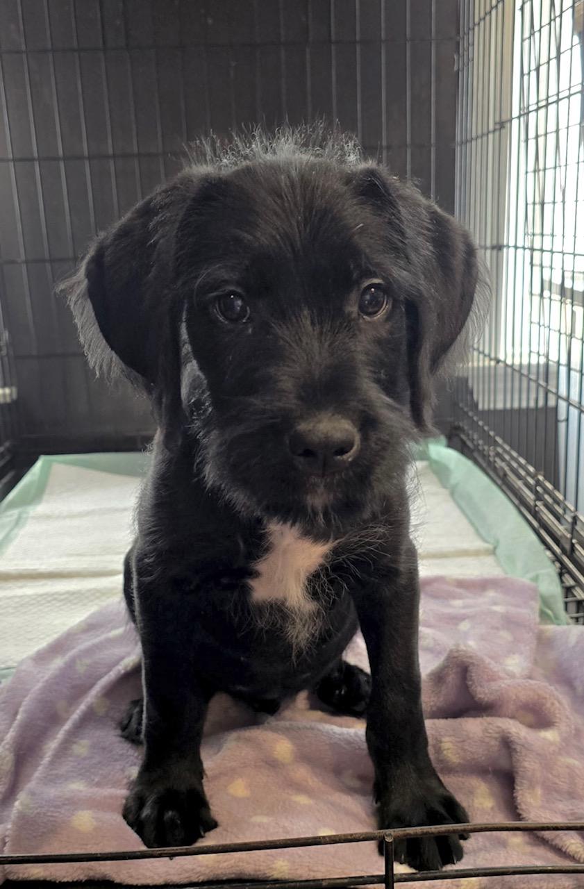 Enlarge Wookie, a ADOPTABLE mixed breed in Ossining, NY image 1/1