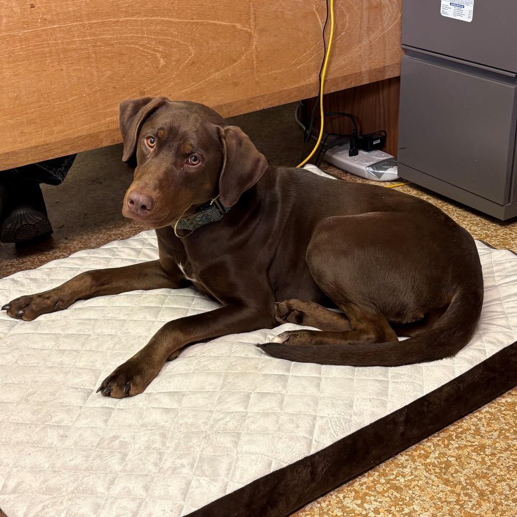 Enlarge Journey, a Adoptable mixed breed in Chehalis, WA image 1/2