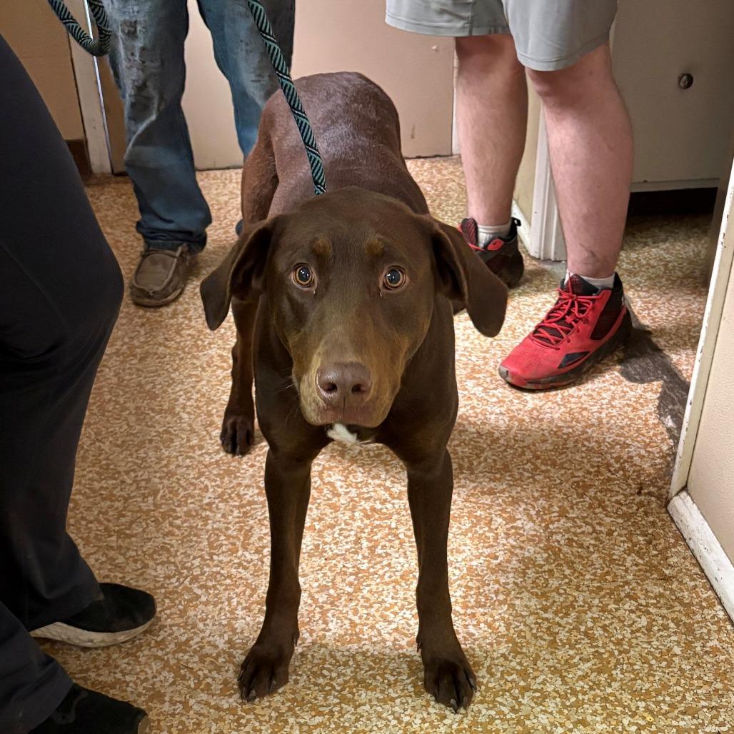 Enlarge Journey, a Adoptable mixed breed in Chehalis, WA image 2/2
