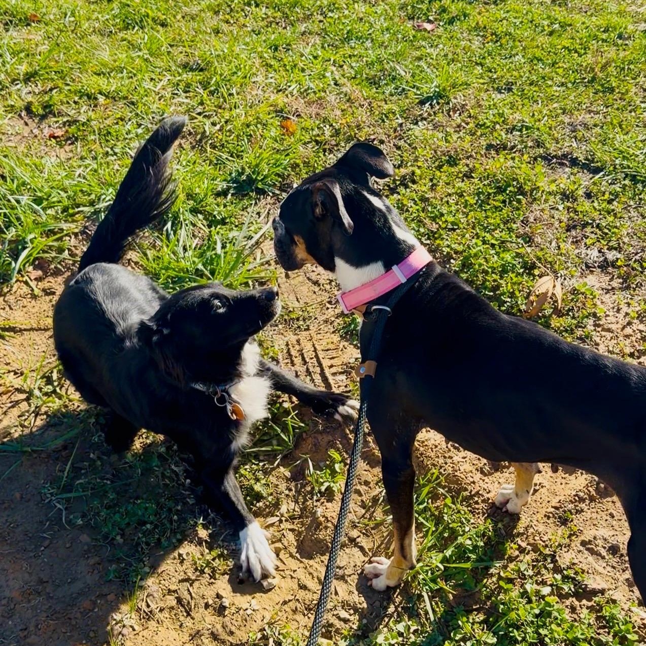 Josie, a Adoptable Boxer in Lagrangeville, NY image 2/6