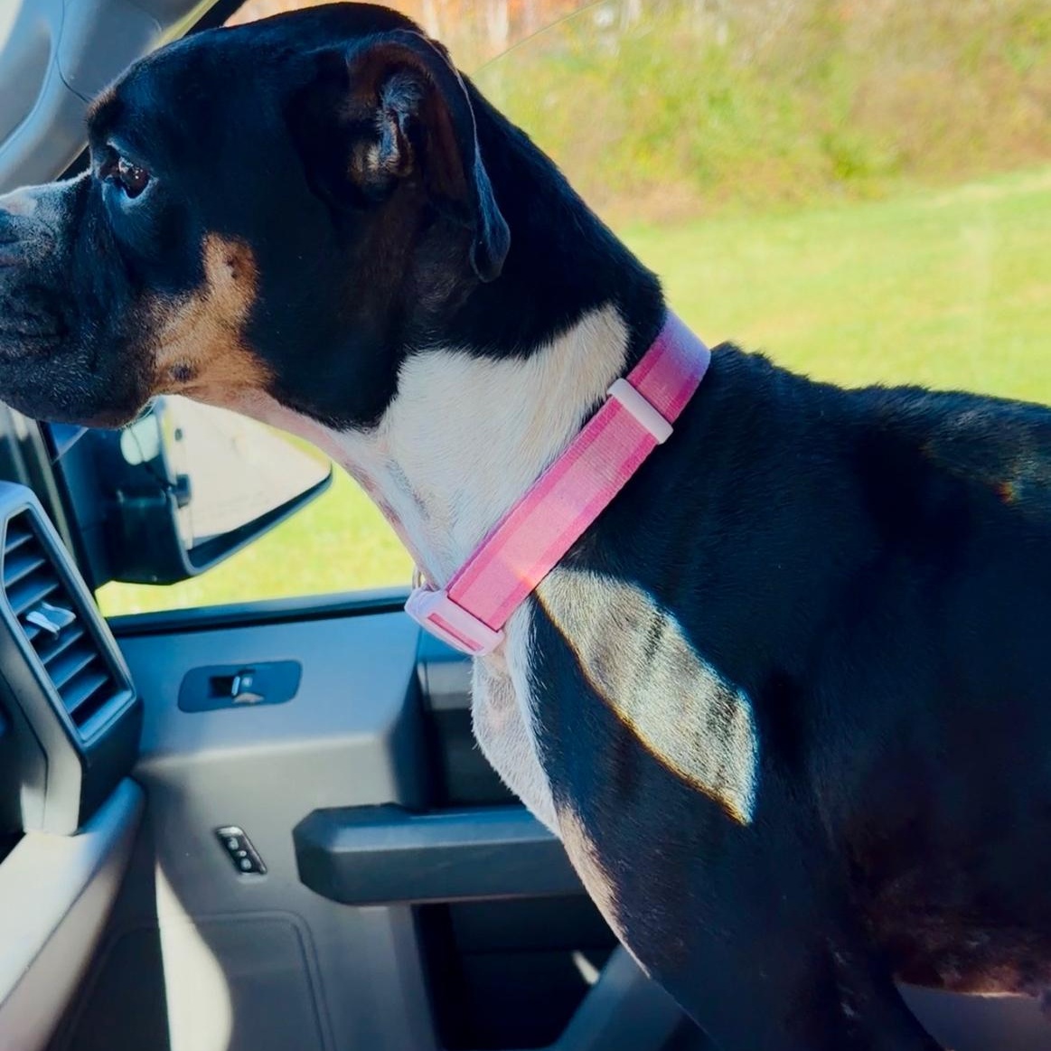 Josie, a Adoptable Boxer in Lagrangeville, NY image 3/6