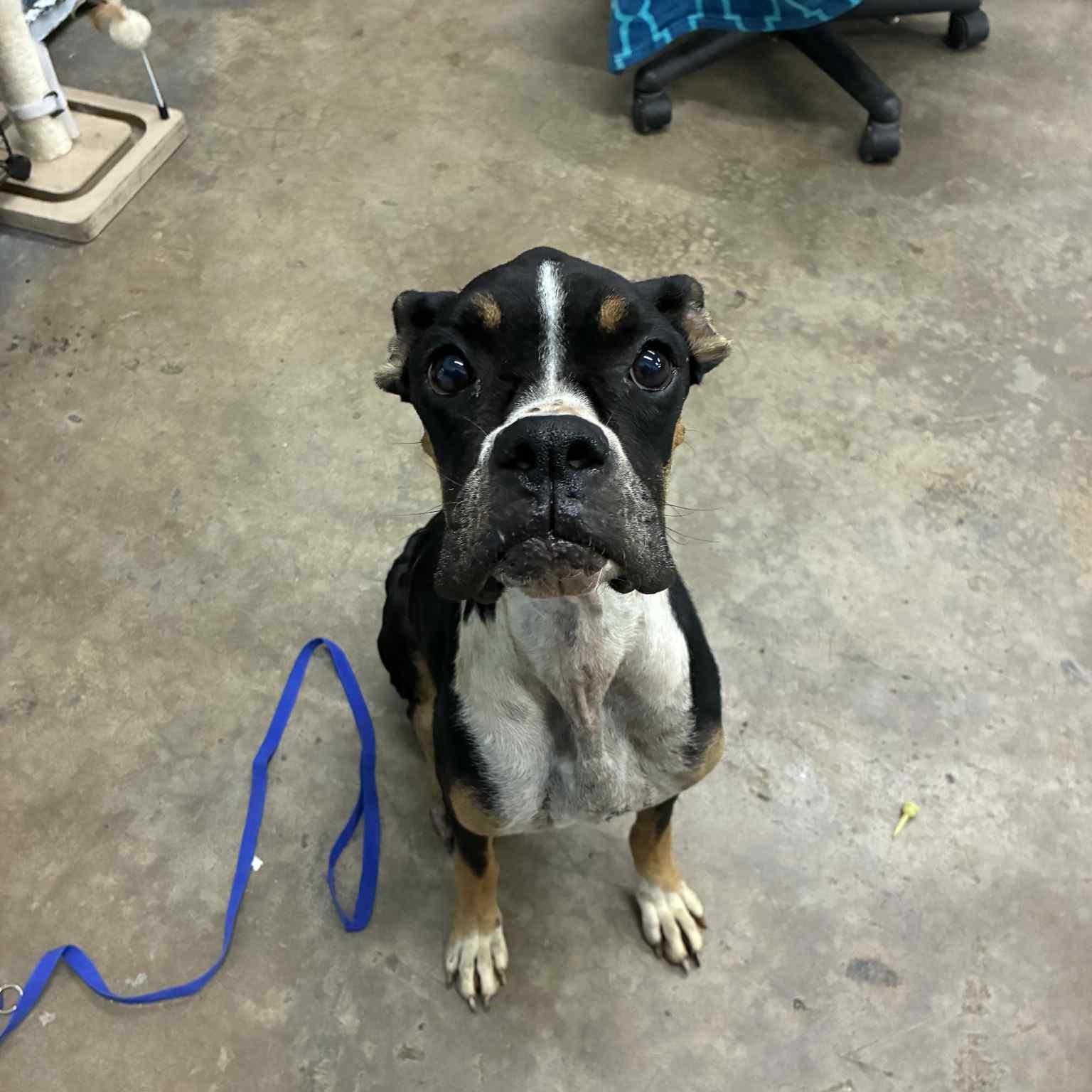 Josie, Adoptable, Adult Female Boxer.