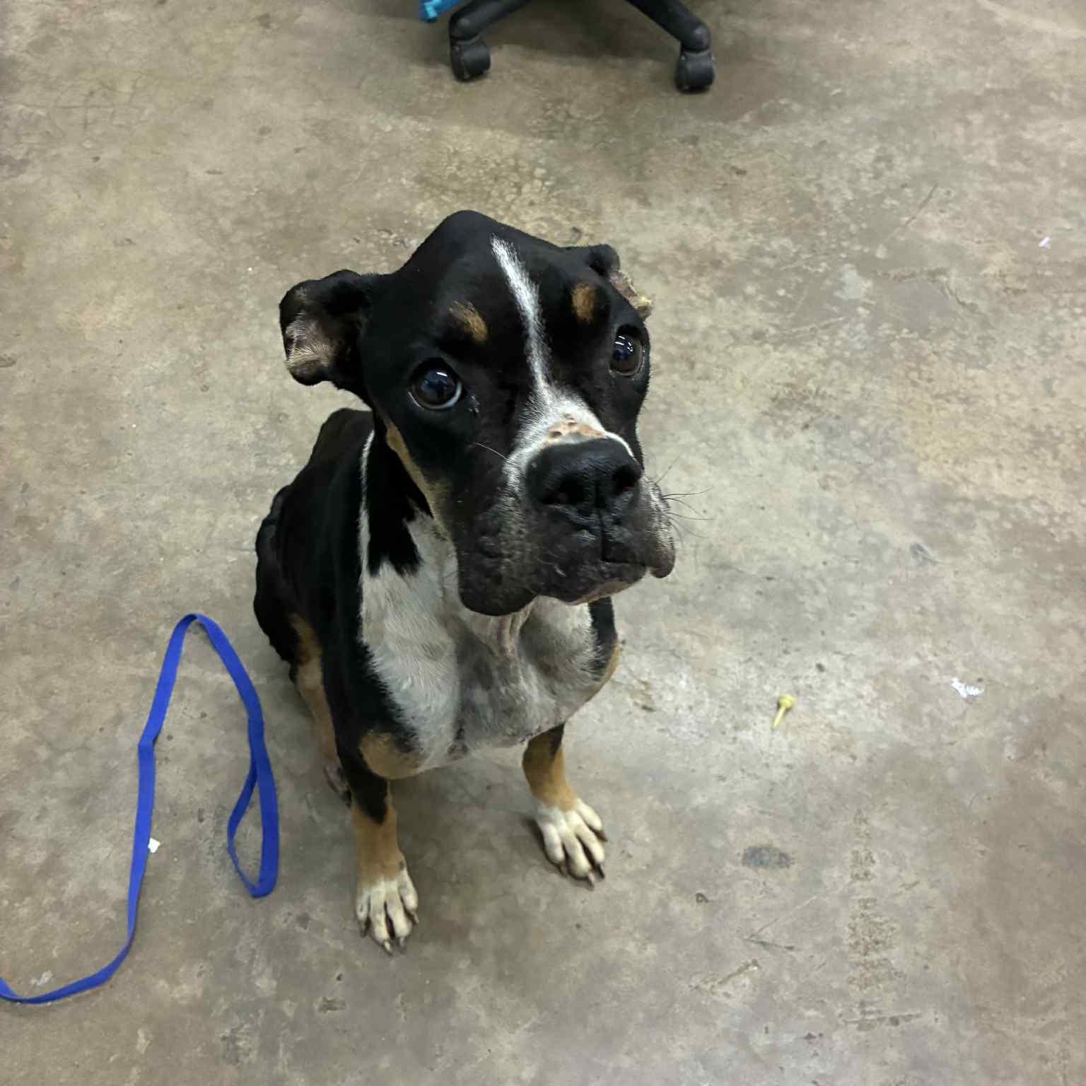 Josie, a Adoptable Boxer in Lagrangeville, NY image 4/6