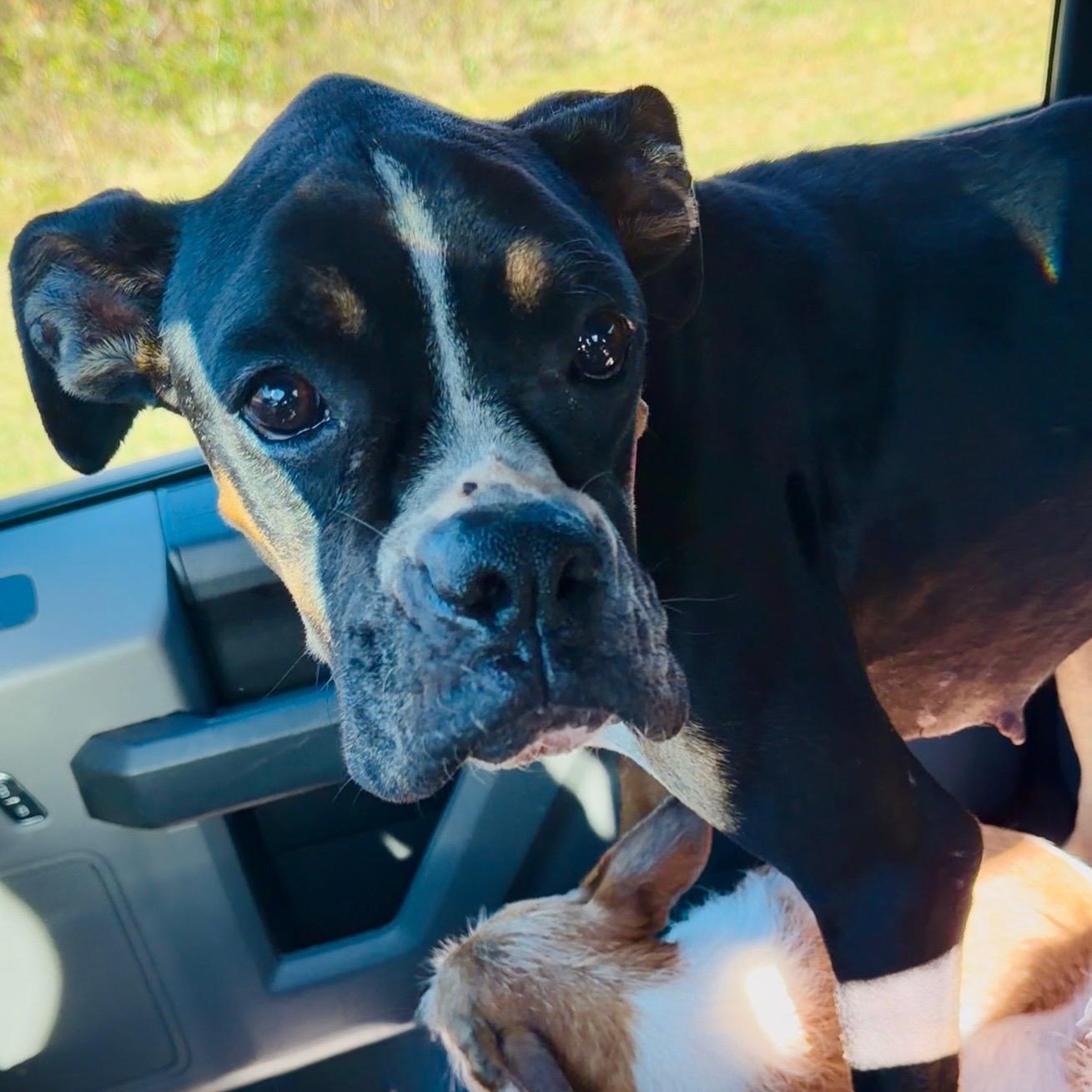 Josie, a Adoptable Boxer in Lagrangeville, NY image 5/6