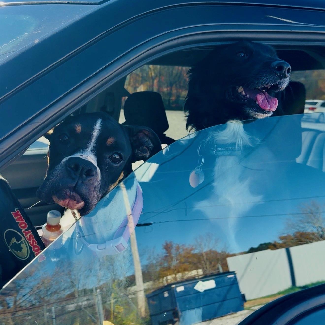 Josie, a Adoptable Boxer in Lagrangeville, NY image 6/6