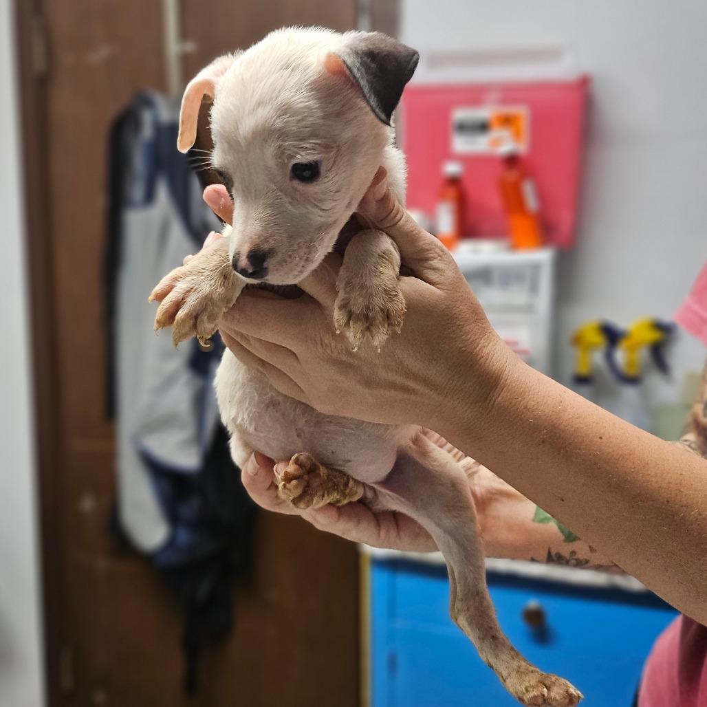 Enlarge Nutter Butter, a Adoptable Rhodesian Ridgeback in Wahiawa, HI image 1/1