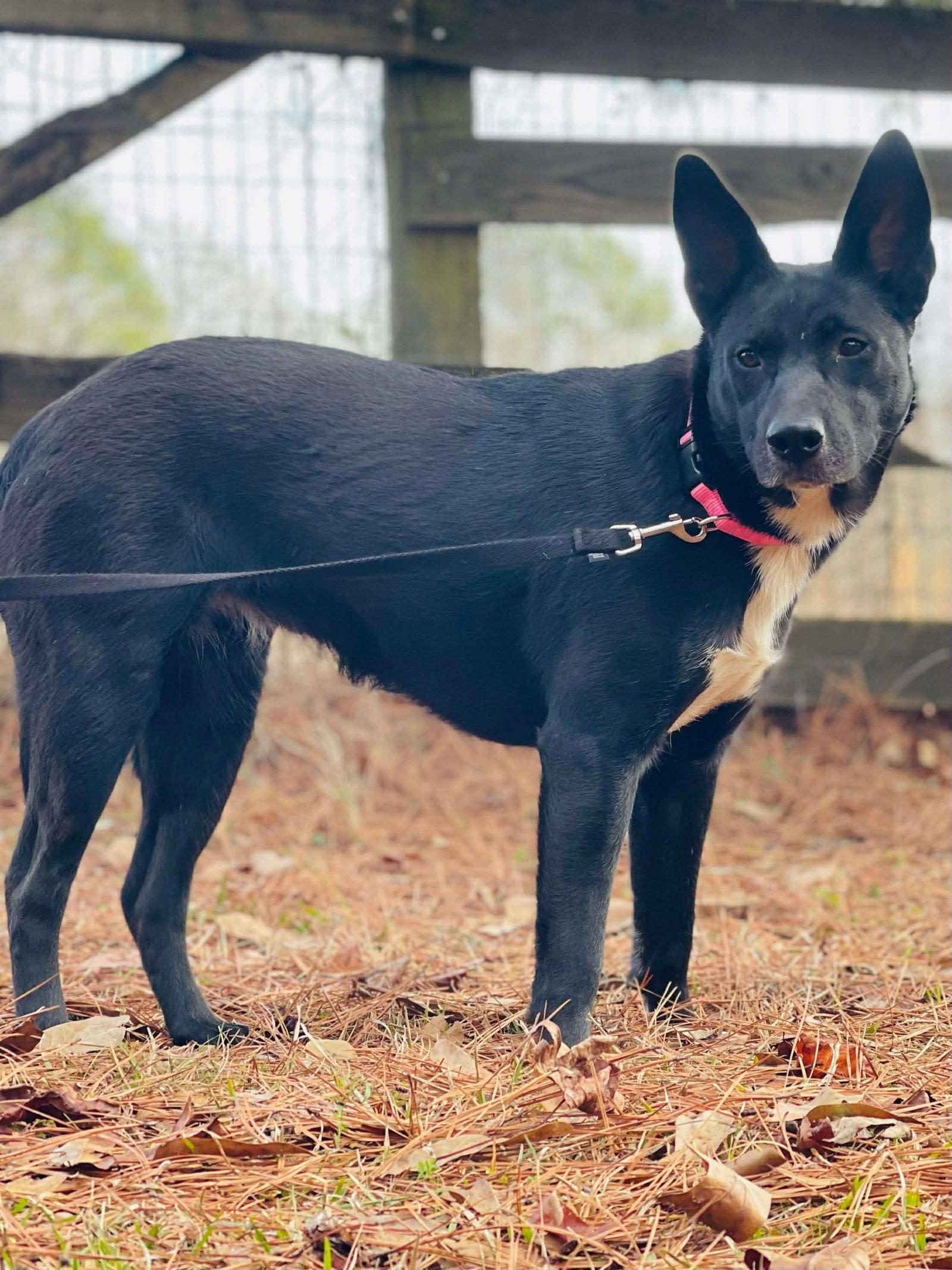 Enlarge COURTESY POST...Cleo, a Adoptable Australian Kelpie in Social Circle, GA image 1/3