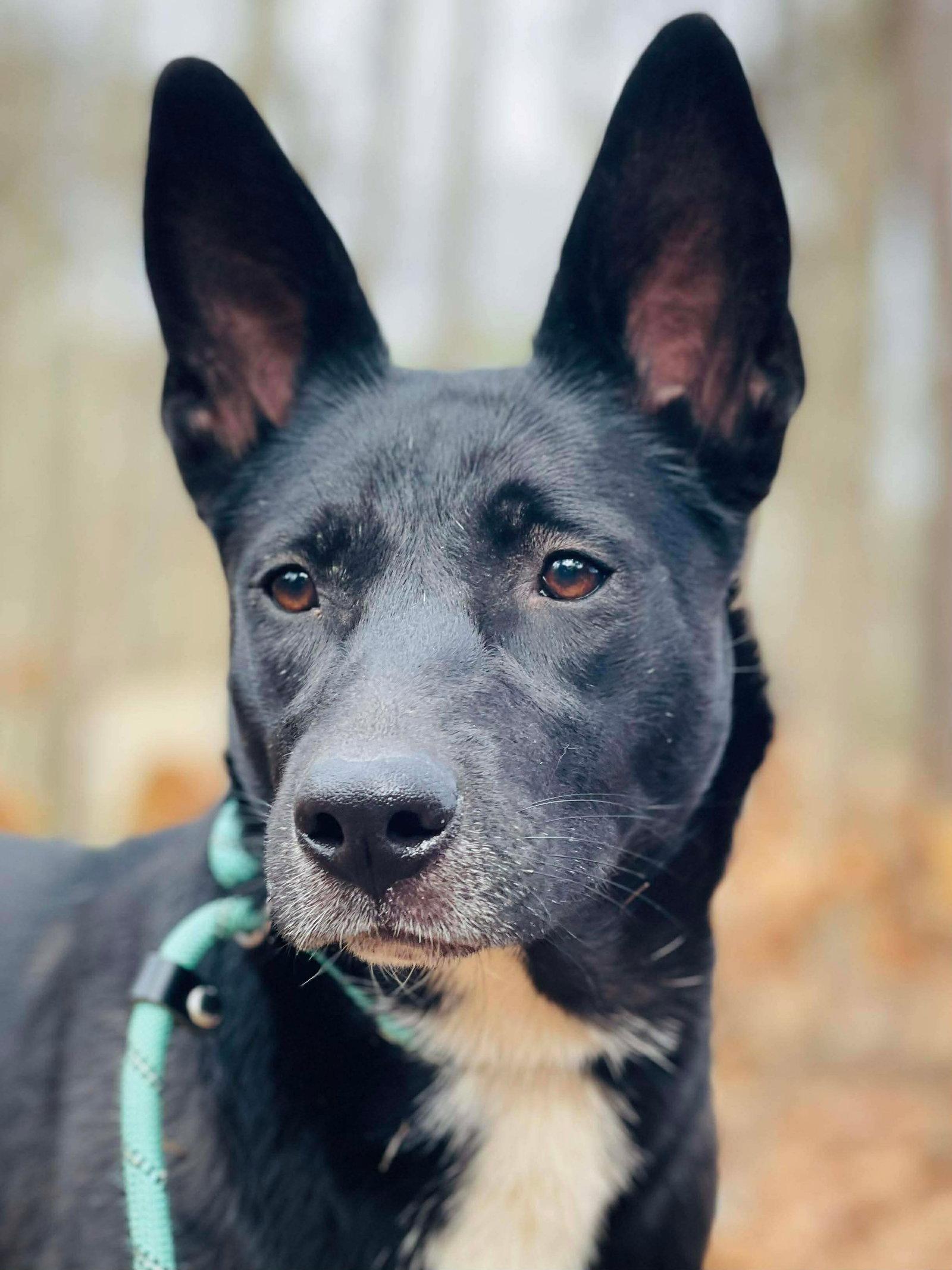 Enlarge COURTESY POST...Cleo, a Adoptable Australian Kelpie in Social Circle, GA image 2/3