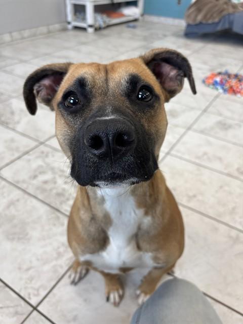 Enlarge ROSEMARY, a Adoptable mixed breed in Kalamazoo, MI image 1/1