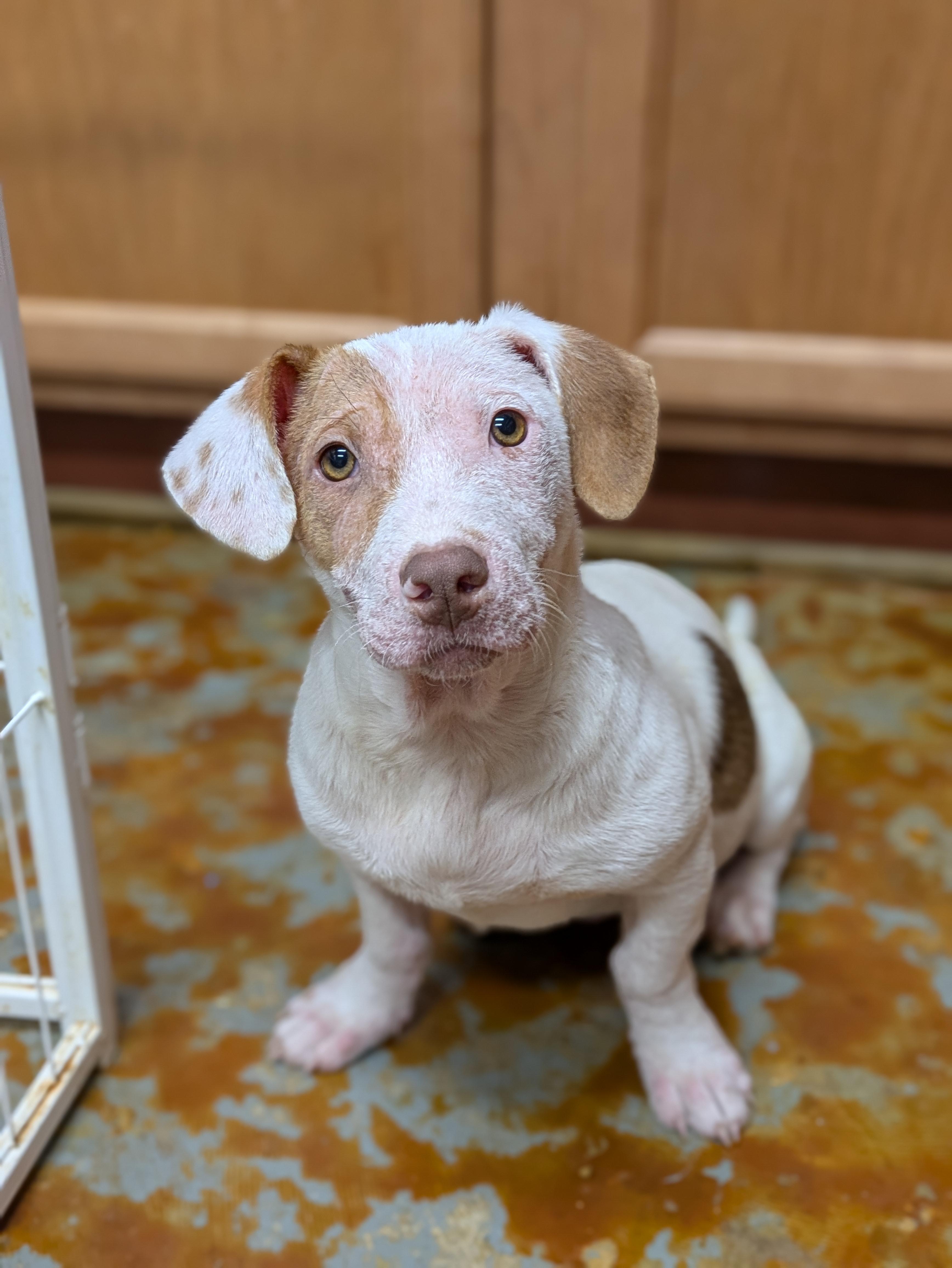 Will, adopted, Puppy Male Basset Hound & Jack Russell Terrier.
